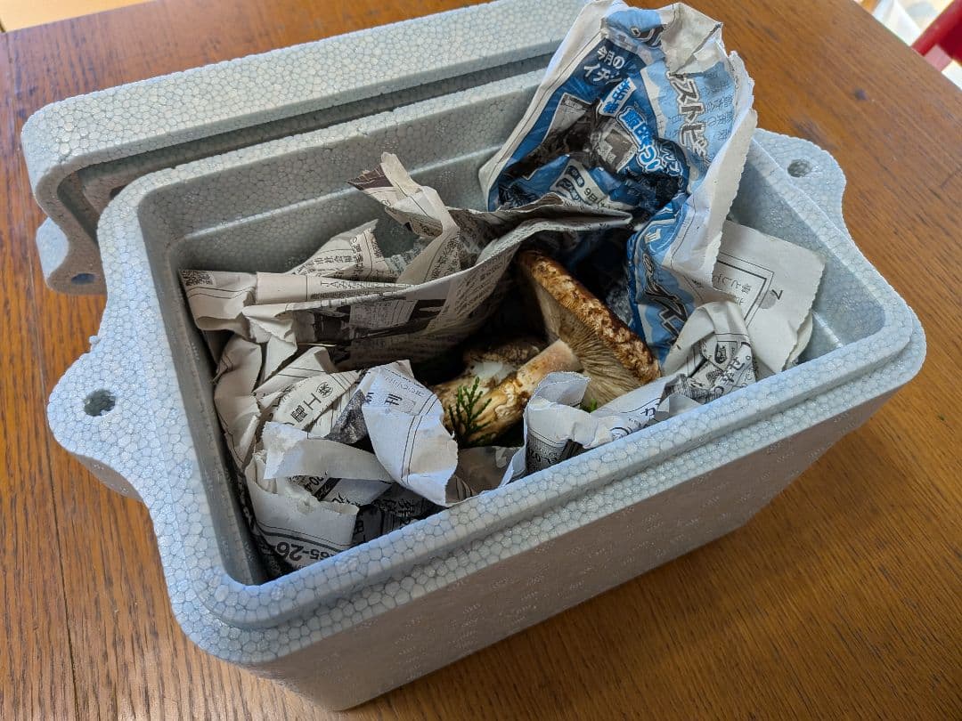 【10/17採取】 松茸 長野県産 南信州産