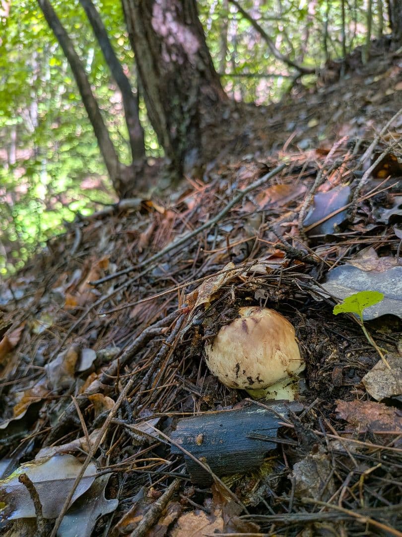 【10/17採取】 松茸 長野県産 南信州産
