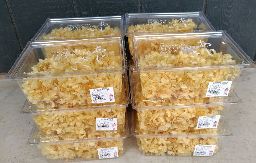 EARTH MATTERS あじさい　モーニングイエロー12個セット