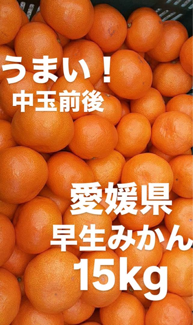愛媛県産　うまい！　早生みかん　みかん　柑橘　15kg