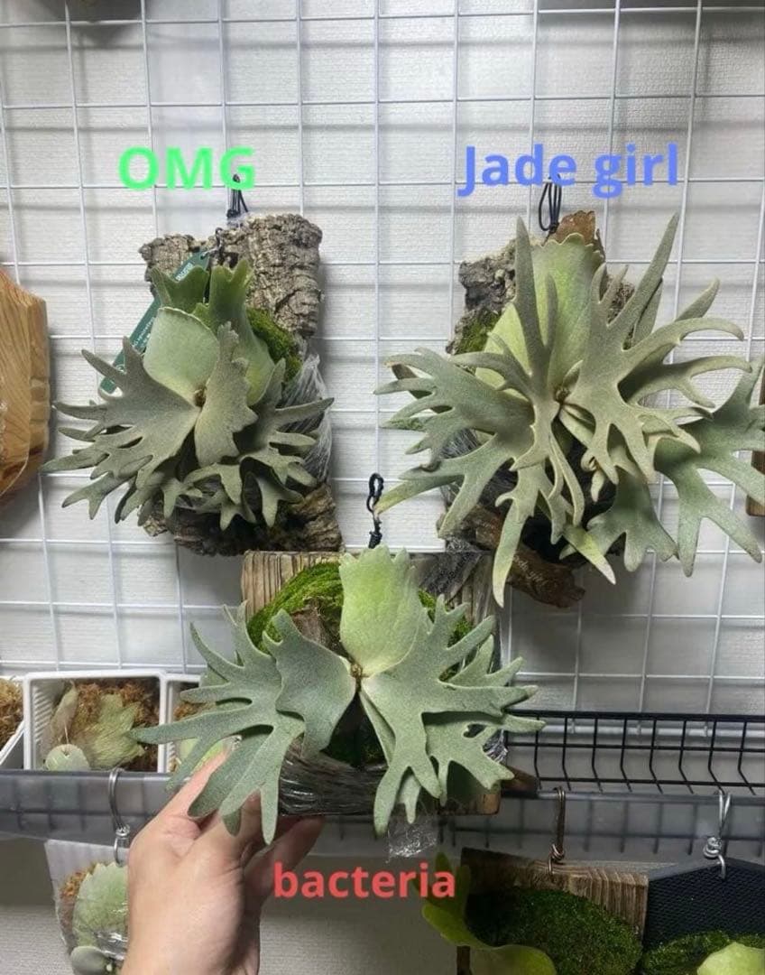 oceanbeawjade girl bacteria OMG3株セット