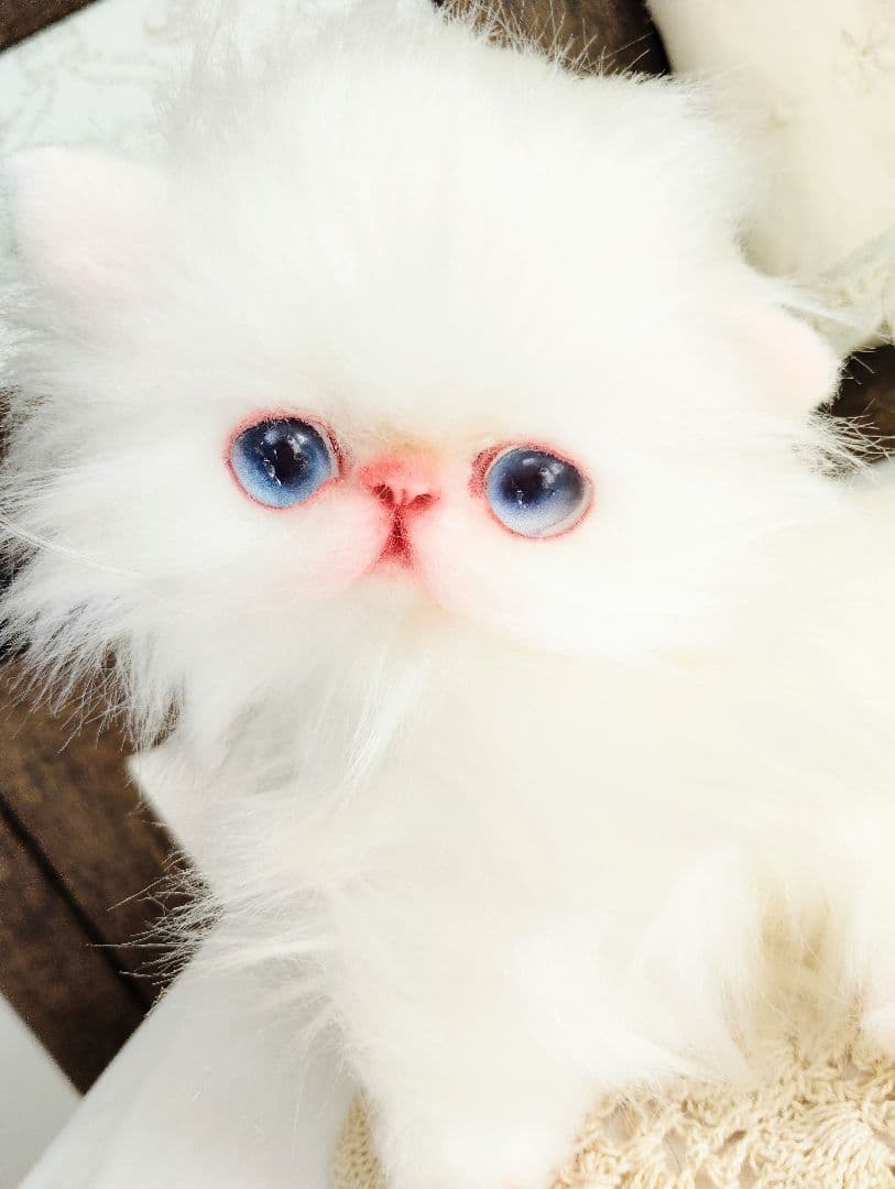 エキゾチックロングヘア♡子猫のミイちゃん♡アートドール♡ぬいぐるみ♡