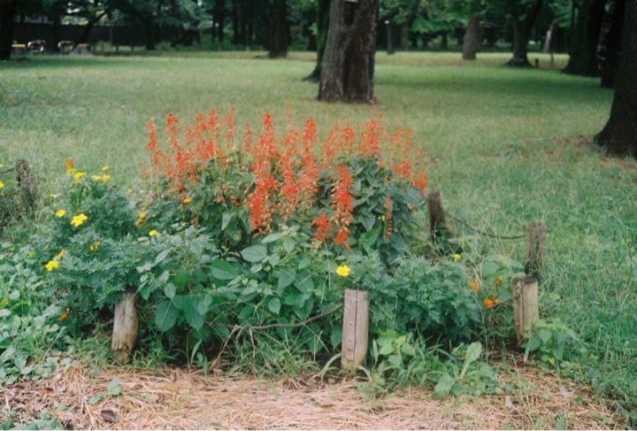 ヤシカ Yashica 35 コンタックス CONTAX ニコンNIKON S型