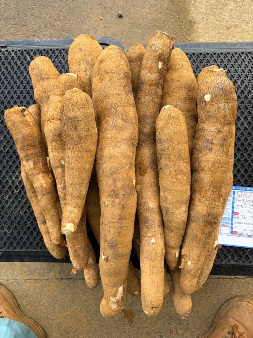 徳之島産キャッサバ生芋15キロ入り