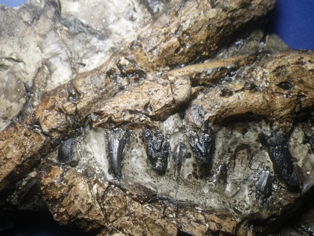 国産化石　貴重レプリカ　２５１１１２－１