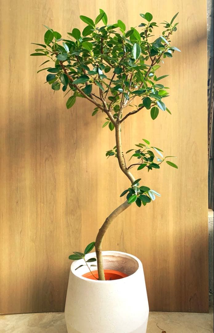 Raki　　フランスゴム　リビングサイズ