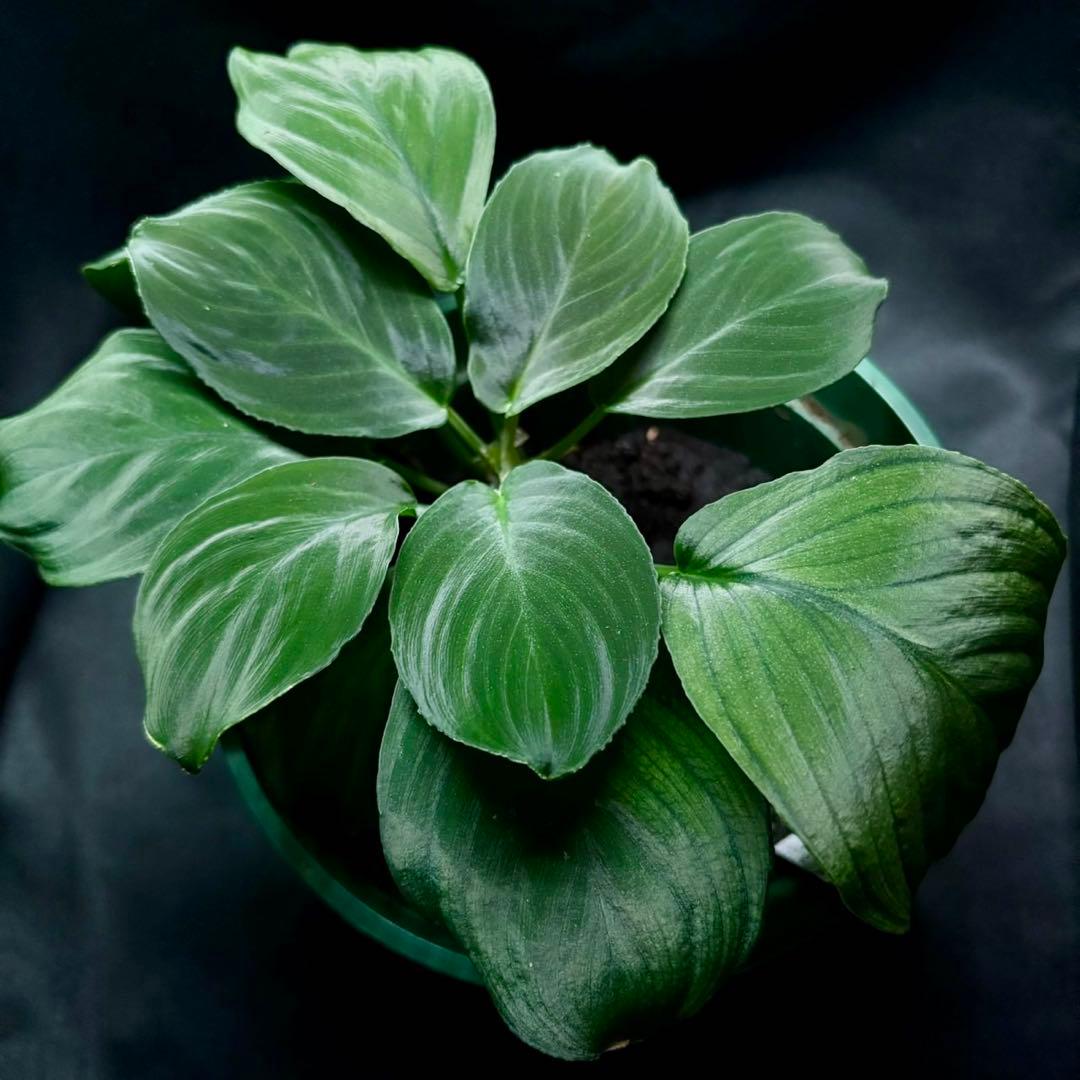 ホマロメナ sp.Hitam besar 正規タグ付き