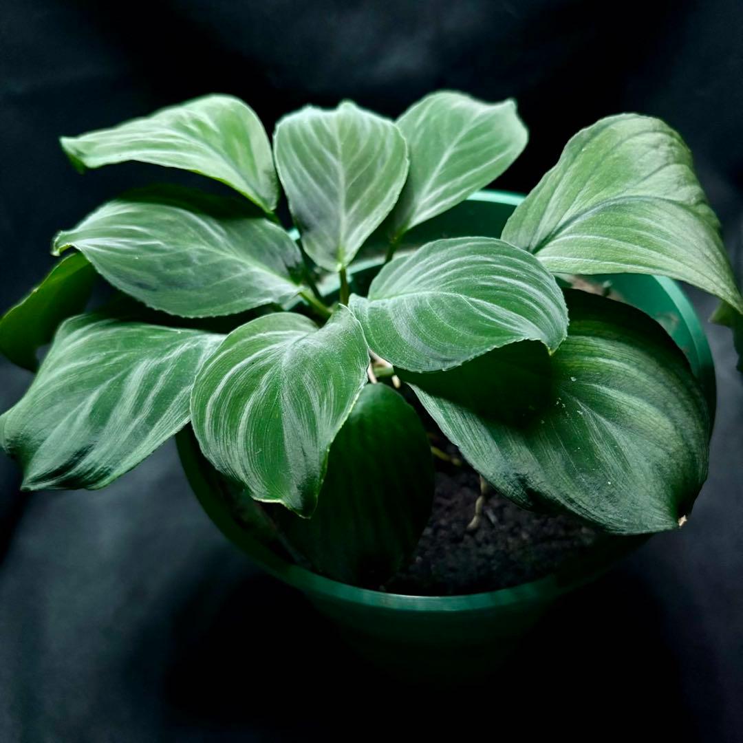 ホマロメナ sp.Hitam besar 正規タグ付き