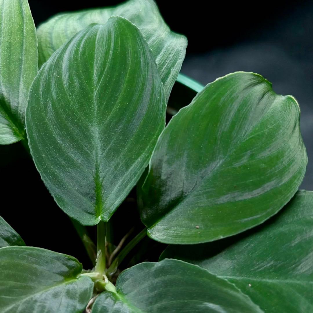 ホマロメナ sp.Hitam besar 正規タグ付き