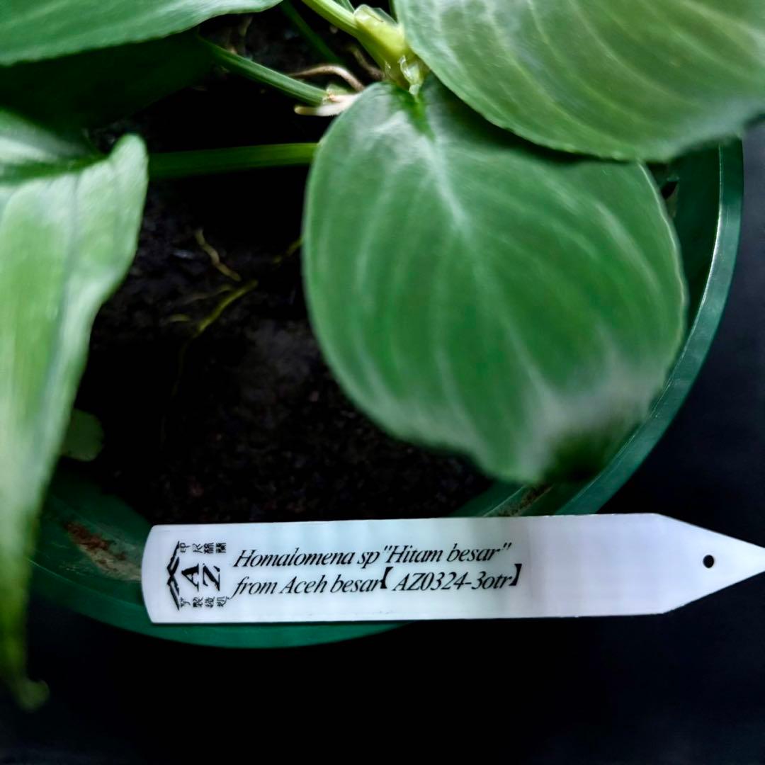 ホマロメナ sp.Hitam besar 正規タグ付き