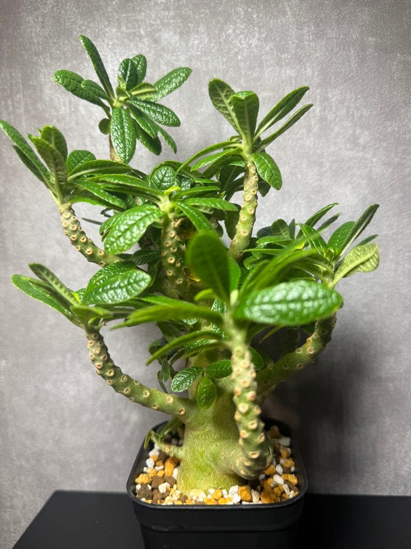 ドロステニア　ギガス　レア種　極美株