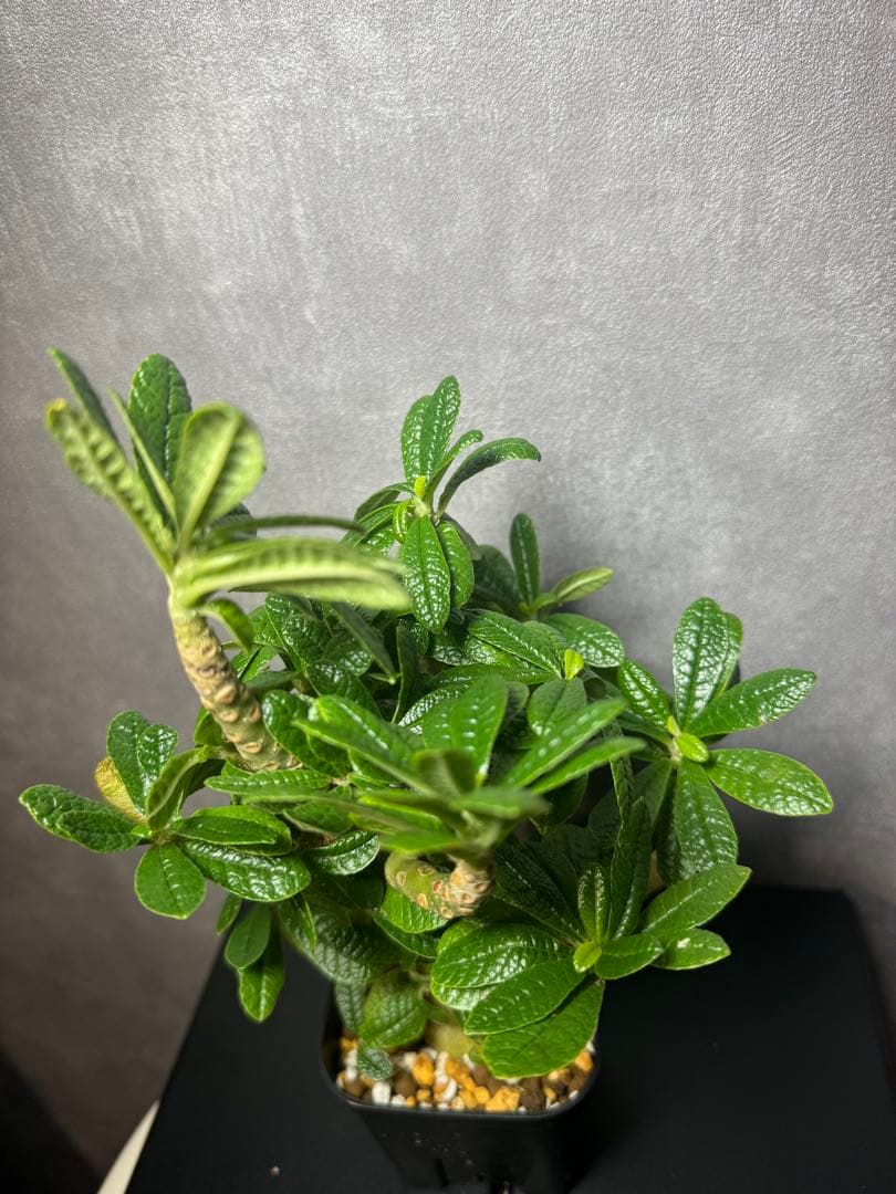 ドロステニア　ギガス　レア種　極美株