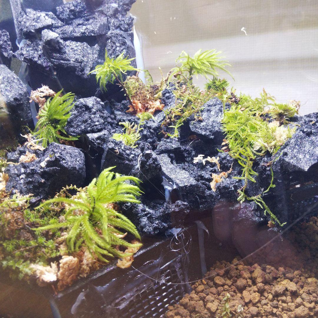 【受注生産】滝のあるアクアテラリウム　イモリウム　苔テラリウム　アクアテラリウム