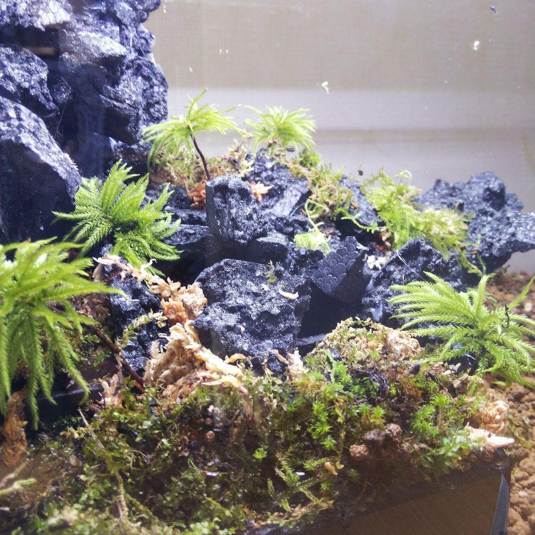 【受注生産】滝のあるアクアテラリウム　イモリウム　苔テラリウム　アクアテラリウム