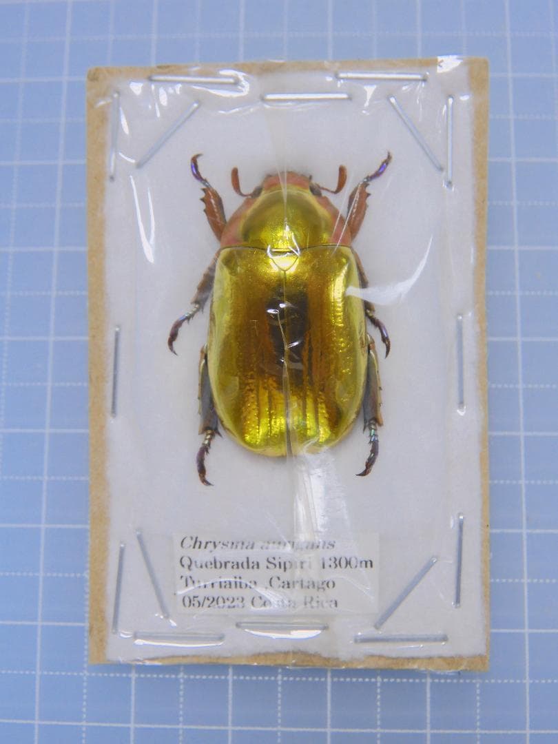 コスタリカ産　アウリガヌスキンイロコガネ　27mm