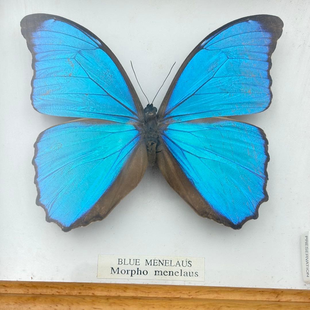 蝶々 標本 まとめ売り アゲハ グリーン ブルー 0613-S6299s