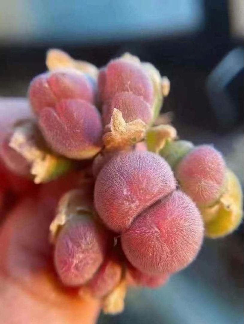 mrk様 リクエスト 6点 まとめ商品