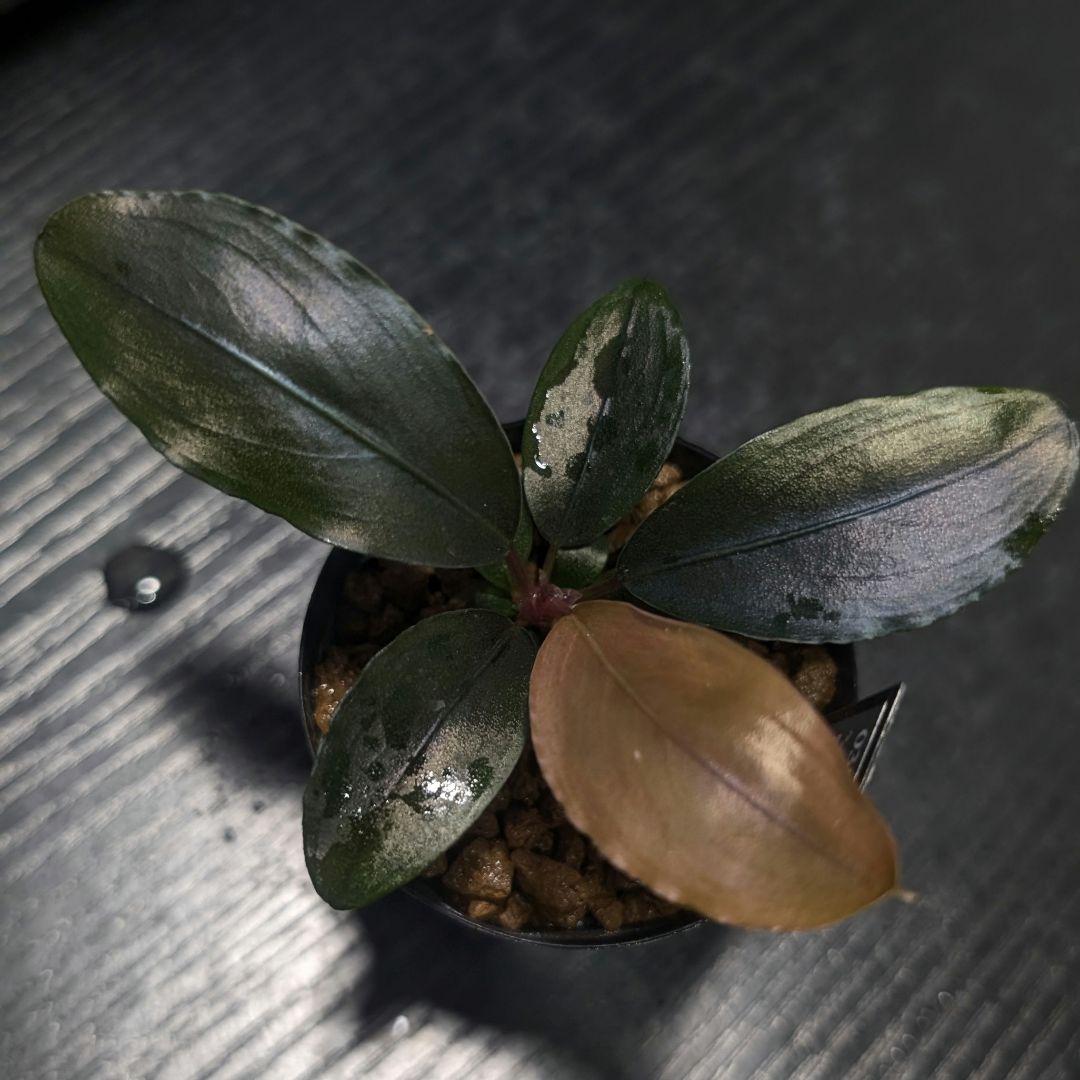 水草 Bucephalandra cv.\