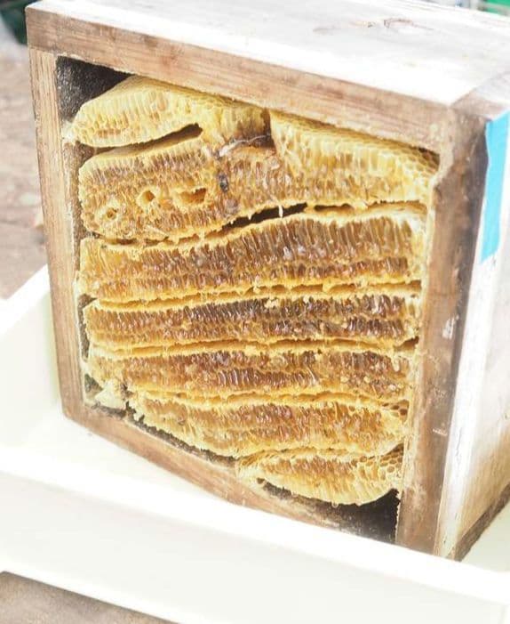 日本ミツバチ濃厚蜂蜜（秋蜜、600g✕3）