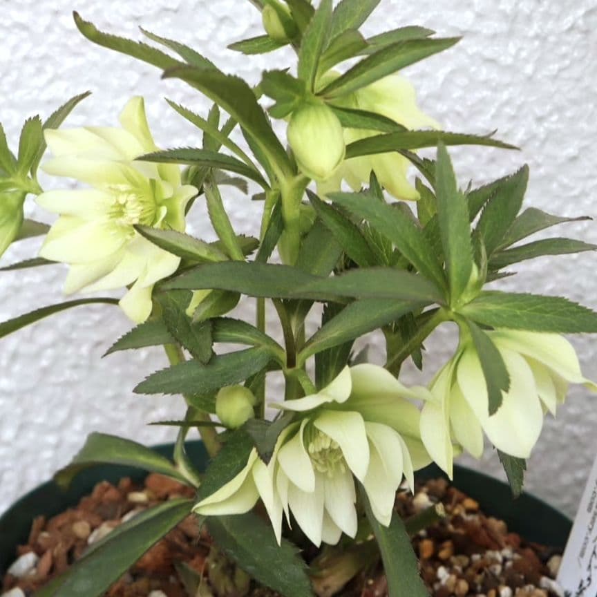 クリスマスローズ　大木ナーセリー　開花株　充実株　蕾40近く沢山