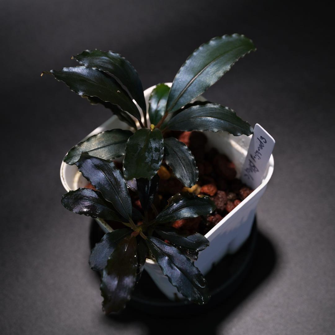 IZUさん　Bucephalandra sp. Motleyana