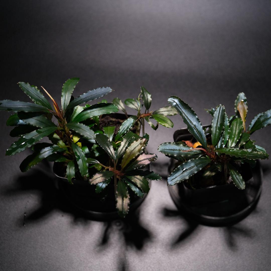 IZUさん　Bucephalandra sp. Motleyana