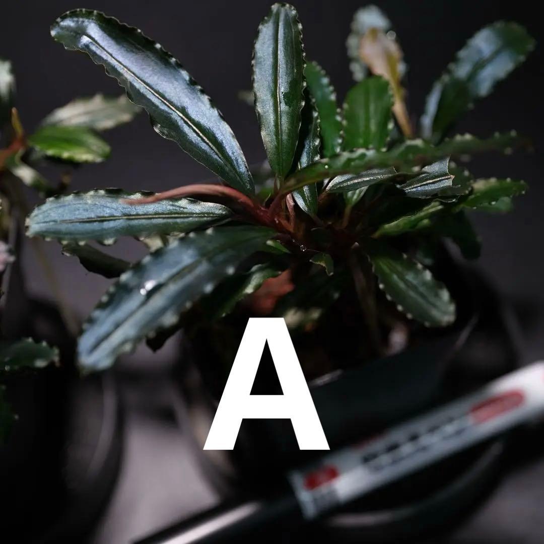 IZUさん　Bucephalandra sp. Motleyana