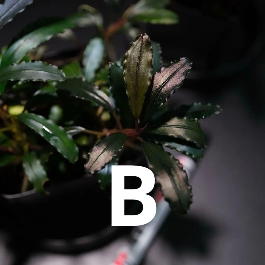 IZUさん　Bucephalandra sp. Motleyana