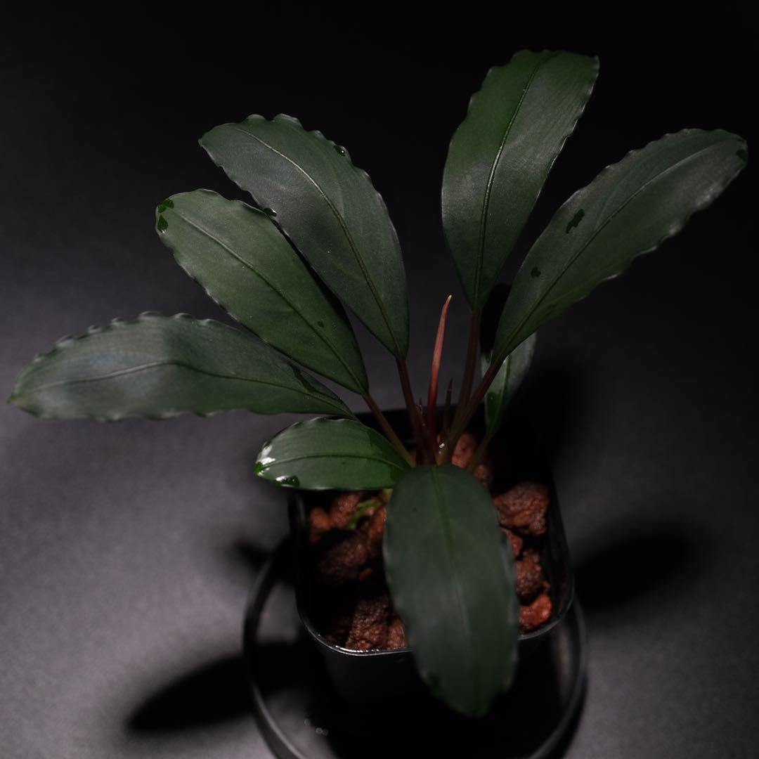 IZUさん　Bucephalandra sp. Motleyana