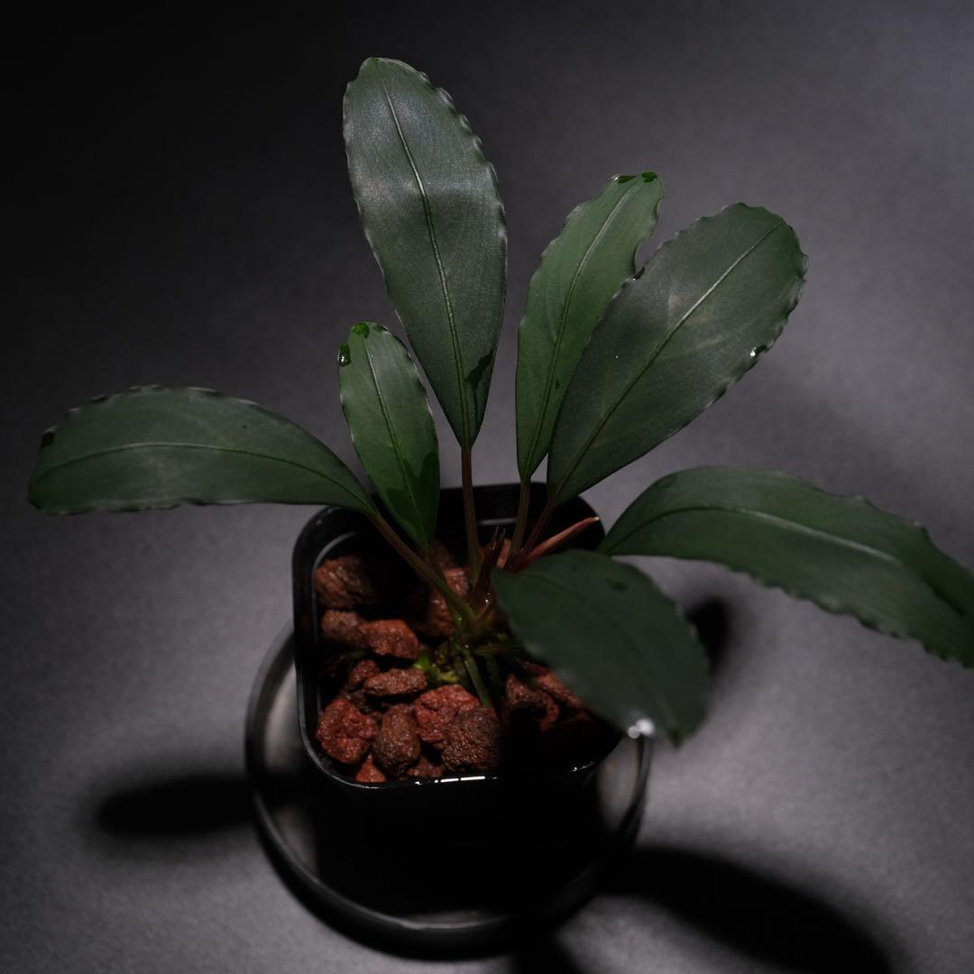 IZUさん　Bucephalandra sp. Motleyana