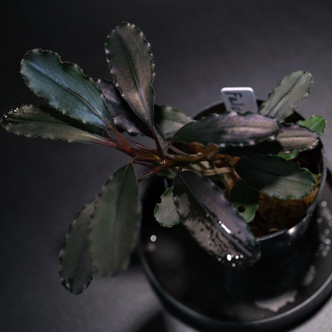 IZUさん　Bucephalandra sp. Motleyana