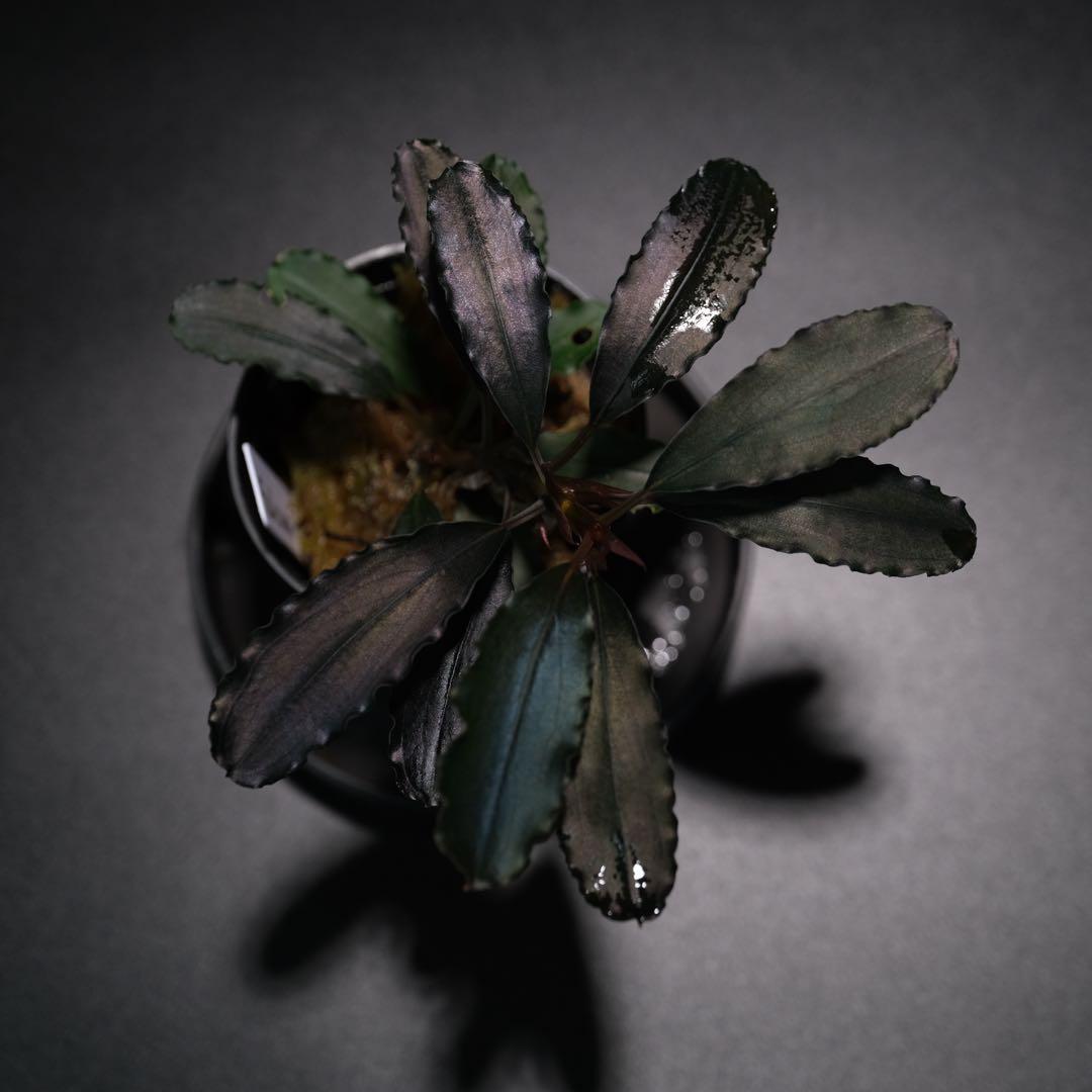 IZUさん　Bucephalandra sp. Motleyana