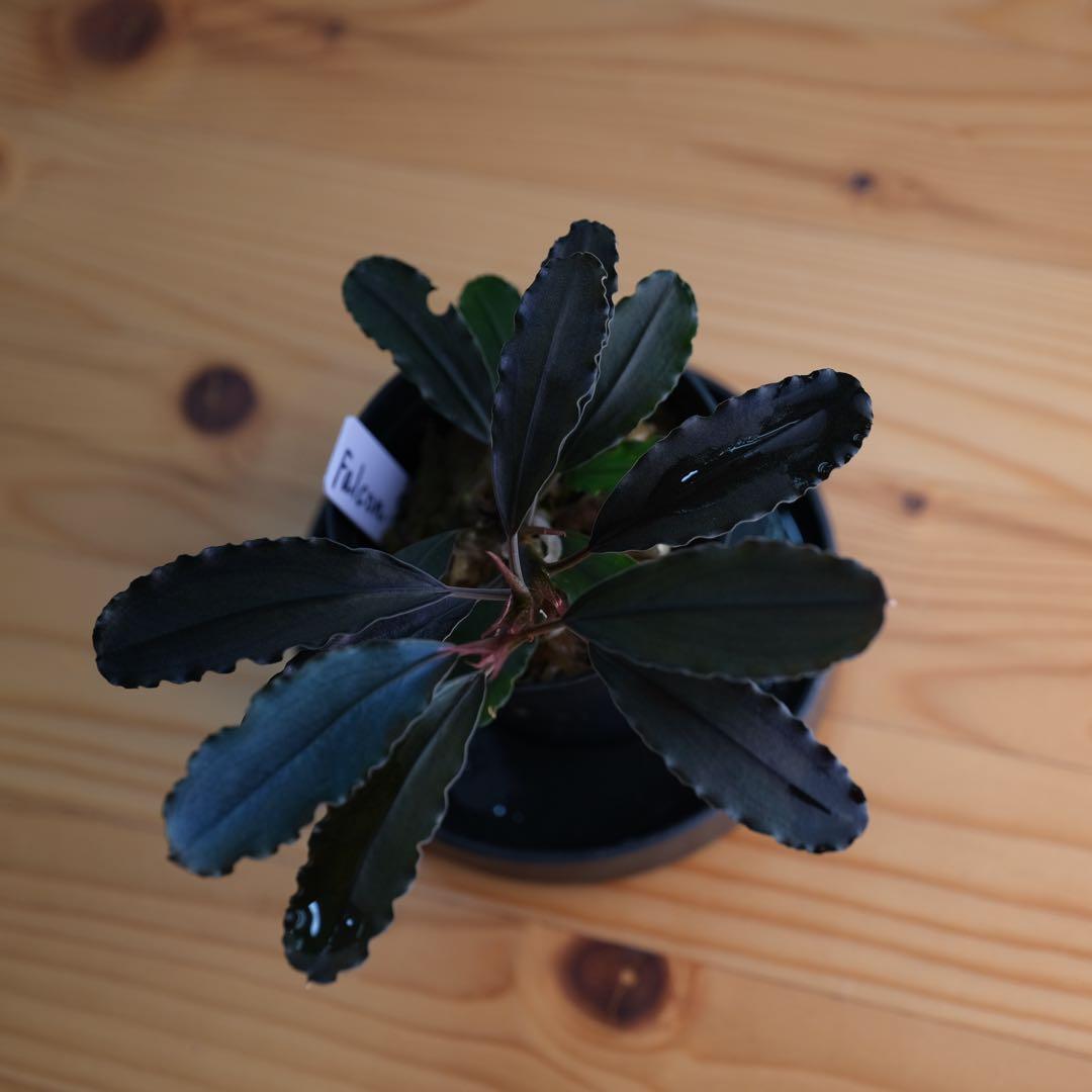 IZUさん　Bucephalandra sp. Motleyana