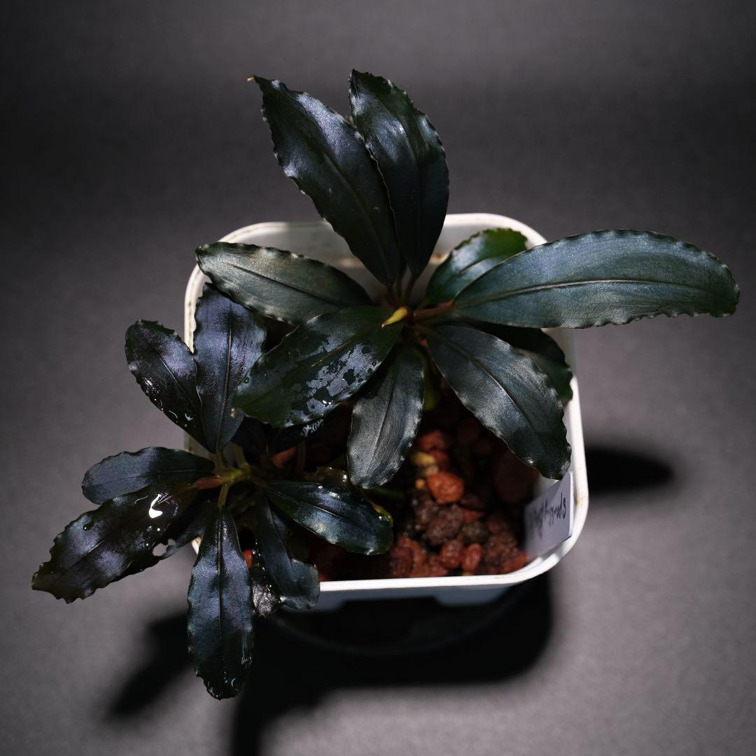 IZUさん　Bucephalandra sp. Motleyana