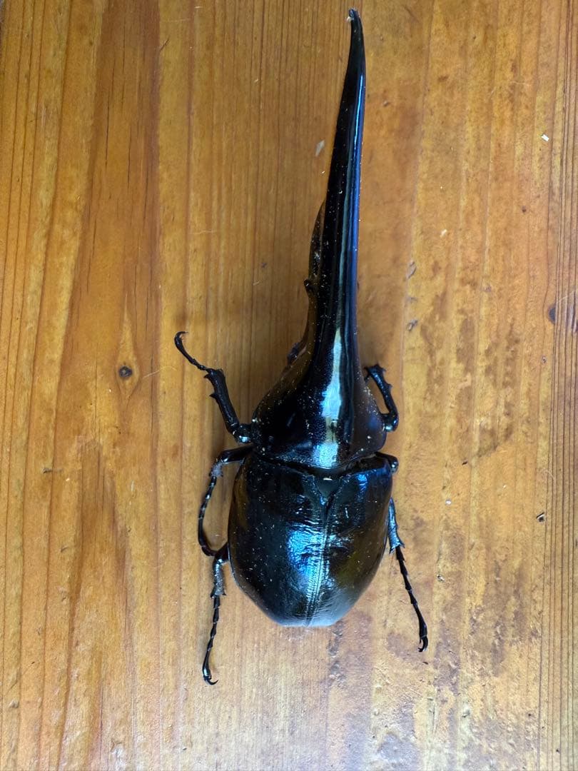 ヘラクレスオオカブト 標本用