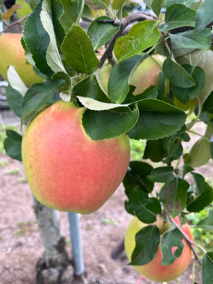 マキ裕ページ✨10kg