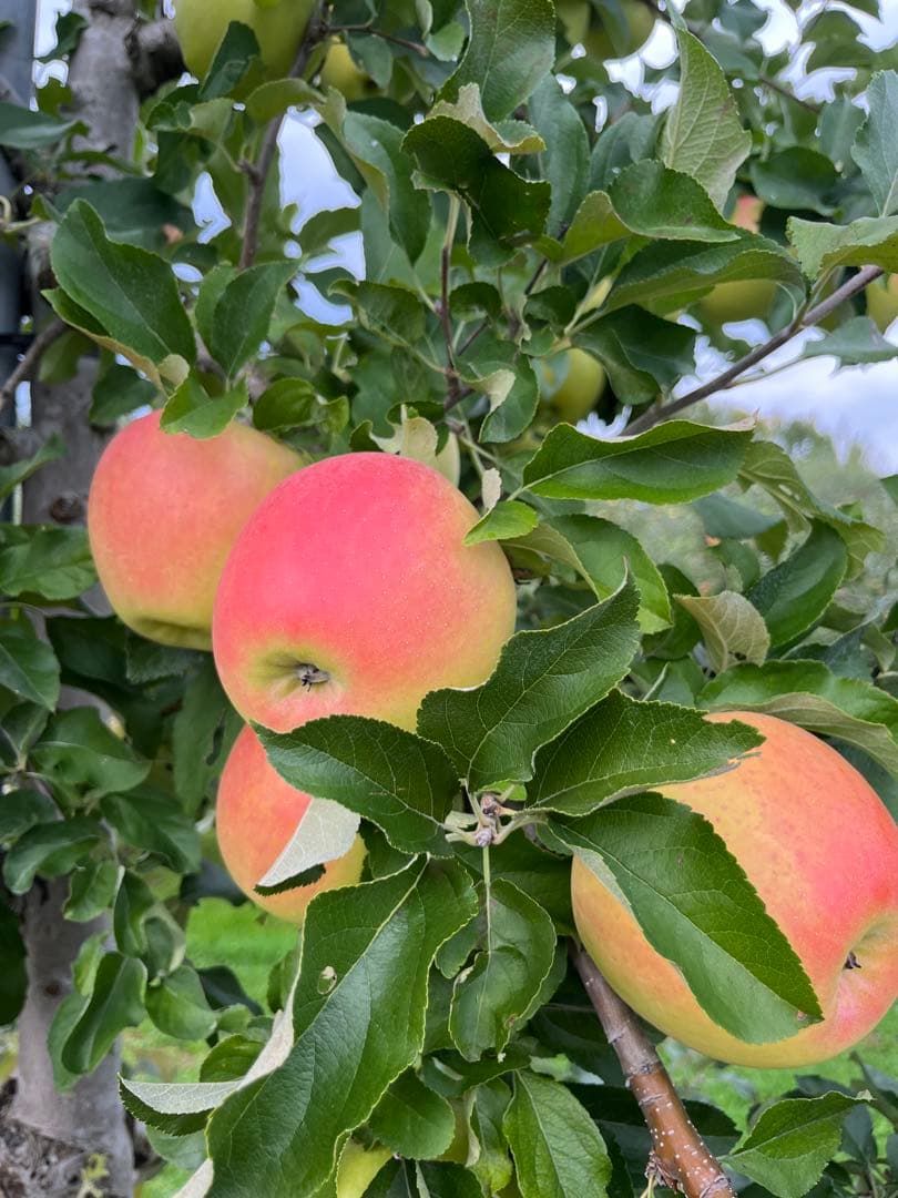 マキ裕ページ✨10kg