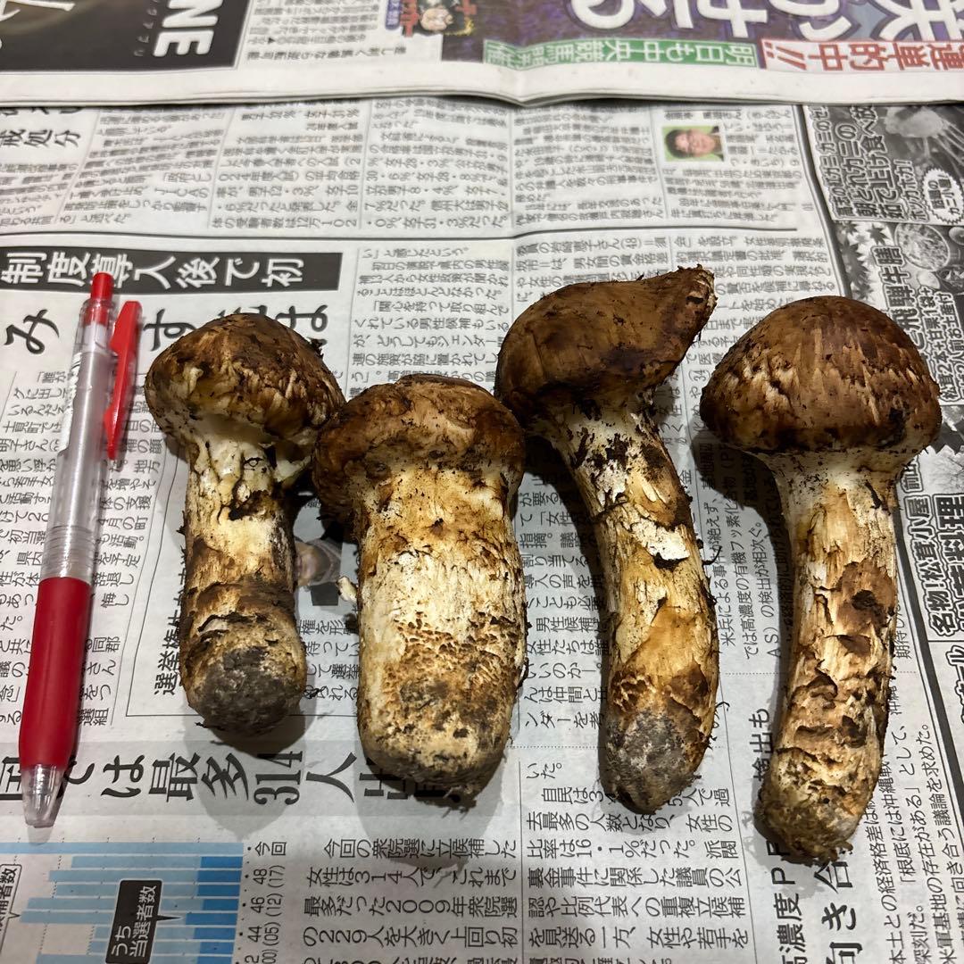 長野県産マツタケ 国産4個 177.4g ②