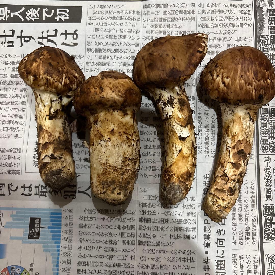 長野県産マツタケ 国産4個 177.4g ②