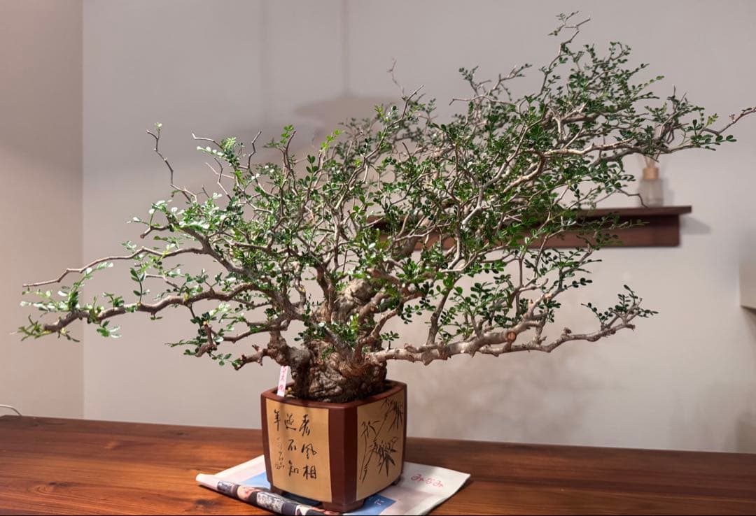 新春大特価！発根済安心株　オペルクリカリアパキプス