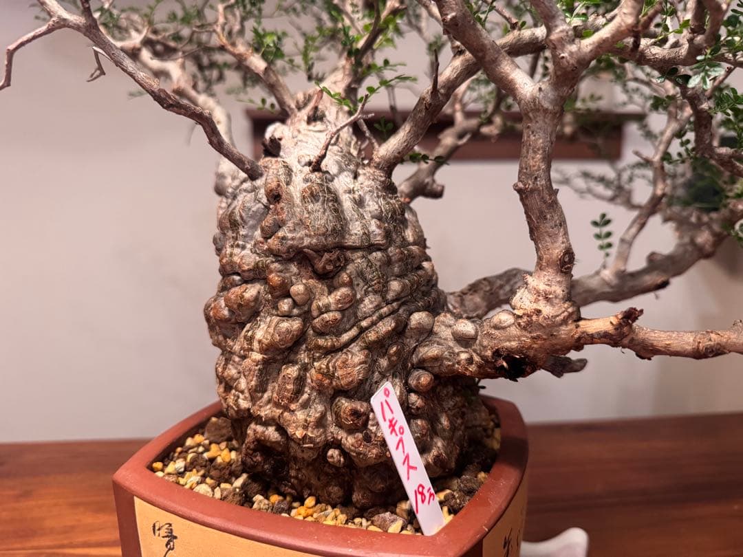 新春大特価！発根済安心株　オペルクリカリアパキプス