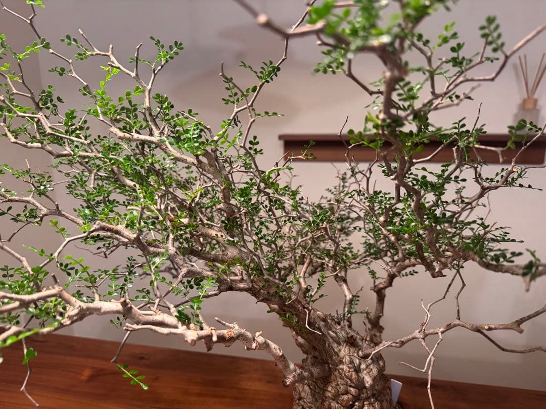 新春大特価！発根済安心株　オペルクリカリアパキプス