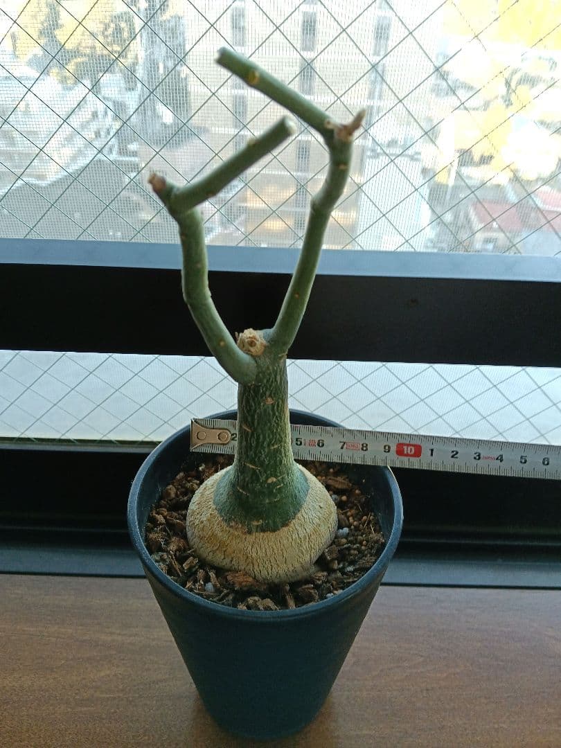 【専用】アデニア グラウカ 塊根植物 名札付き