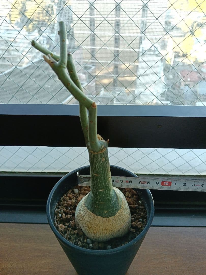 【専用】アデニア グラウカ 塊根植物 名札付き