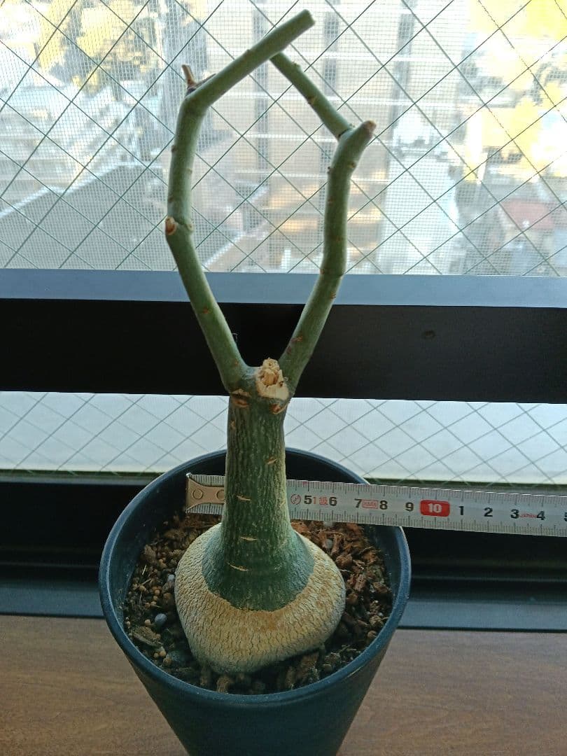 【専用】アデニア グラウカ 塊根植物 名札付き