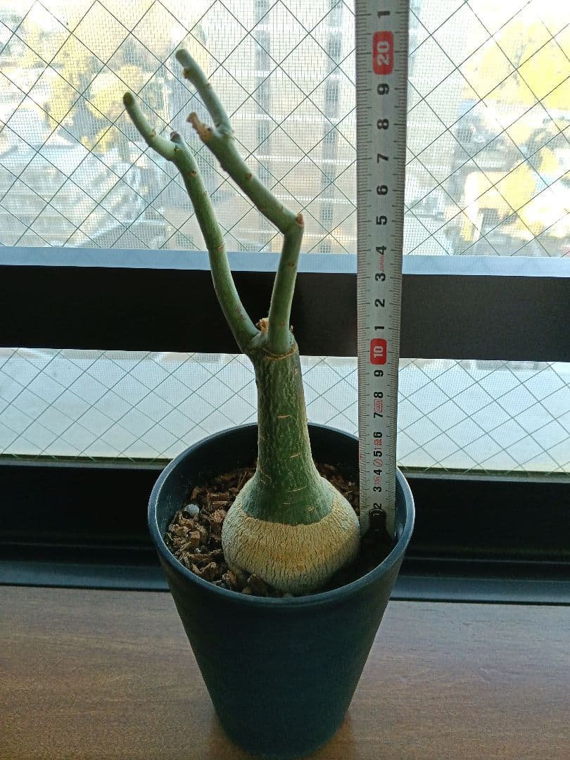 【専用】アデニア グラウカ 塊根植物 名札付き
