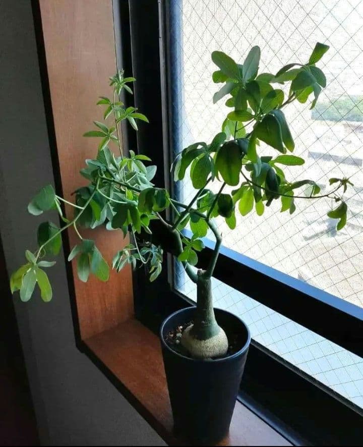 【専用】アデニア グラウカ 塊根植物 名札付き