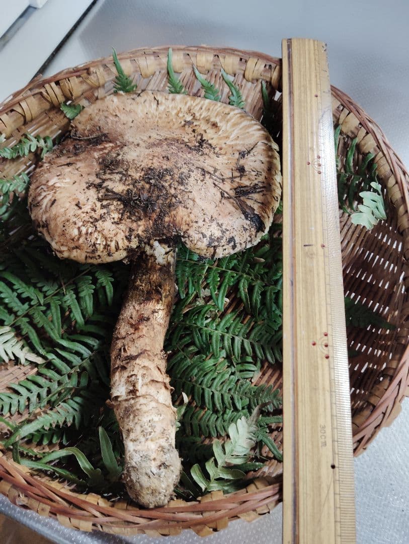 岩手県岩泉産松茸　210グラム