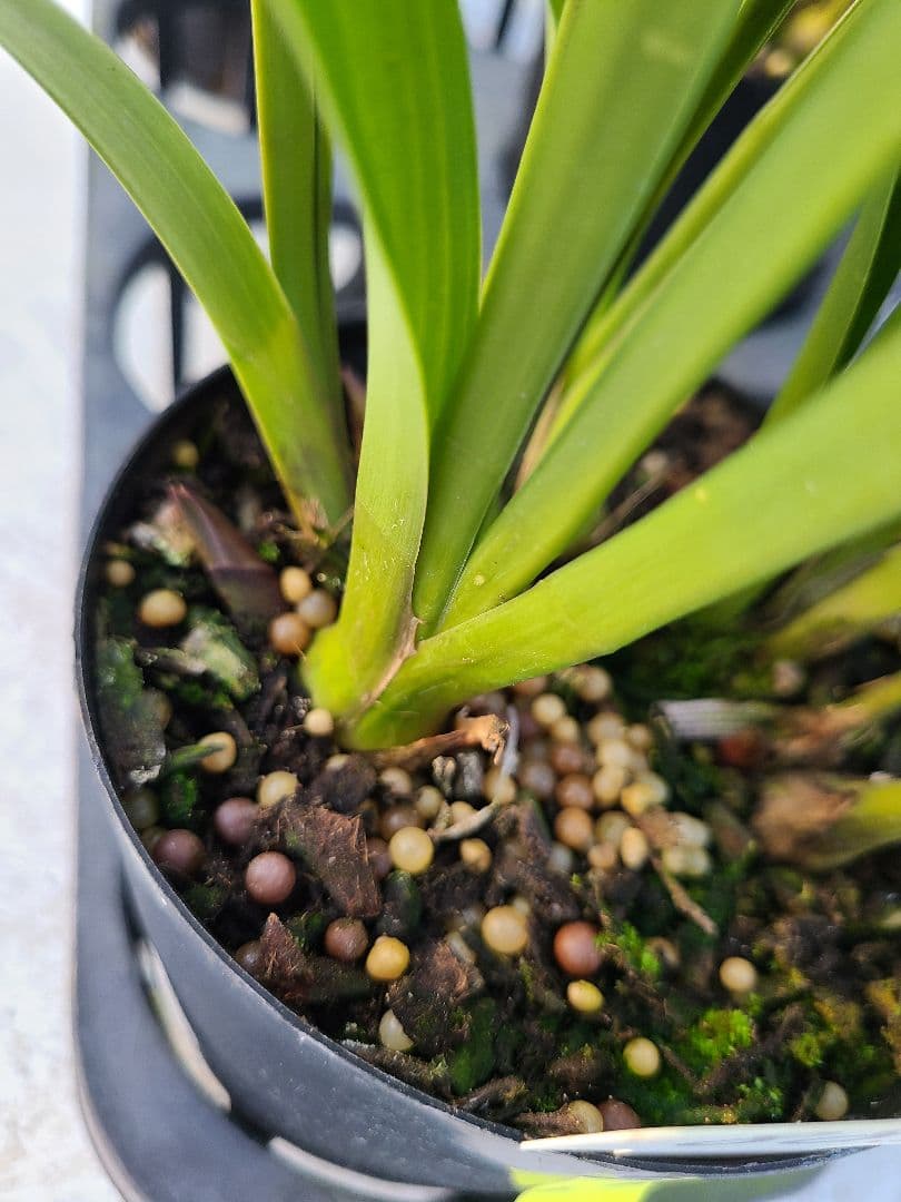 ミスマフェット。花芽合計22個。5鉢セット。蜜蜂誘引蘭。日本蜜蜂