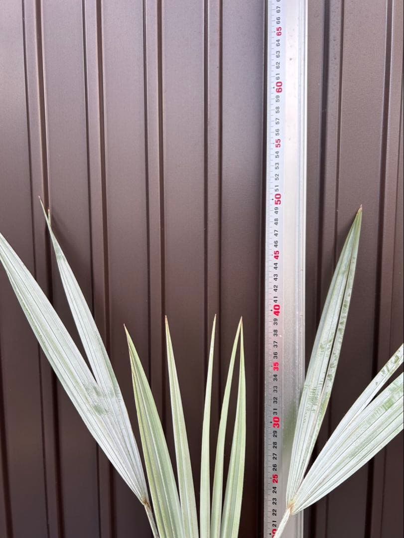 ブラヘア アルマータ E 特白 個体